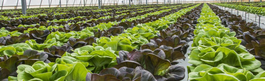 Horticultural Cold Rooms | MTCSS